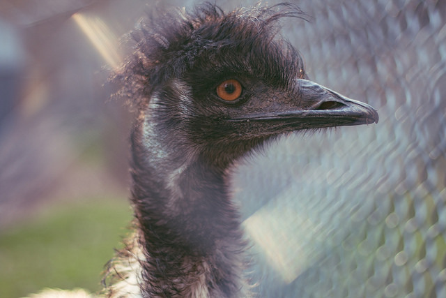 10 priežasčių, kodėl reikia pasirinkti automatinį fokusavimą rankiniu būdu fotografuojant nuotraukas zoologijos sodo vaizdas