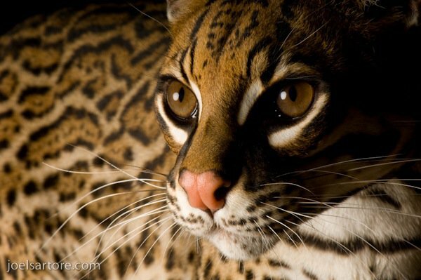 8 Joelis Sartore'as - Ocelotas